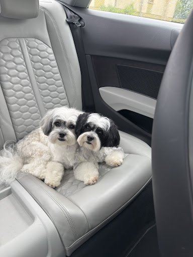 Photo from customer review