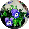 Francesca Manino profile picture